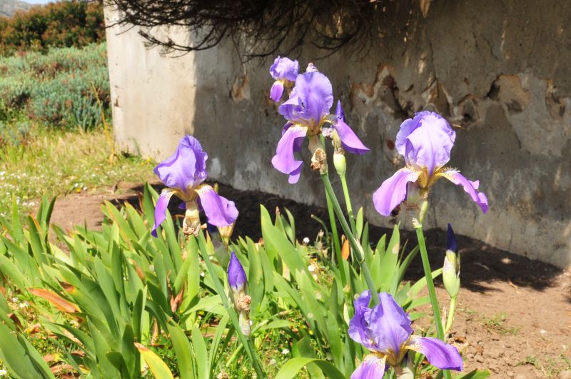 Iris germanica